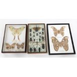 Taxidermy Collection of Framed Beetles & Moths.