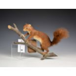 A taxidermy red squirrel on wall-mounted branch.