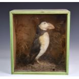 Taxidermy: A Victorian cased Puffin (Fratercula arctica), a full mount bird stood upon a grit