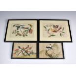 A set of four Chinese watercolour studies of birds & insects on pith paper, probably 18th / 19th