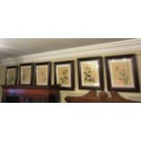 Set of Six Botanical Interest Framed Lithographs Each Approximately 18 Inches High x 14 Inches Wide