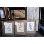 Set of Three Lithographs of Botanical Interest 15 Inches Wide x 18 Inches High