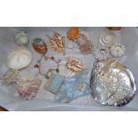 A collection of seashells