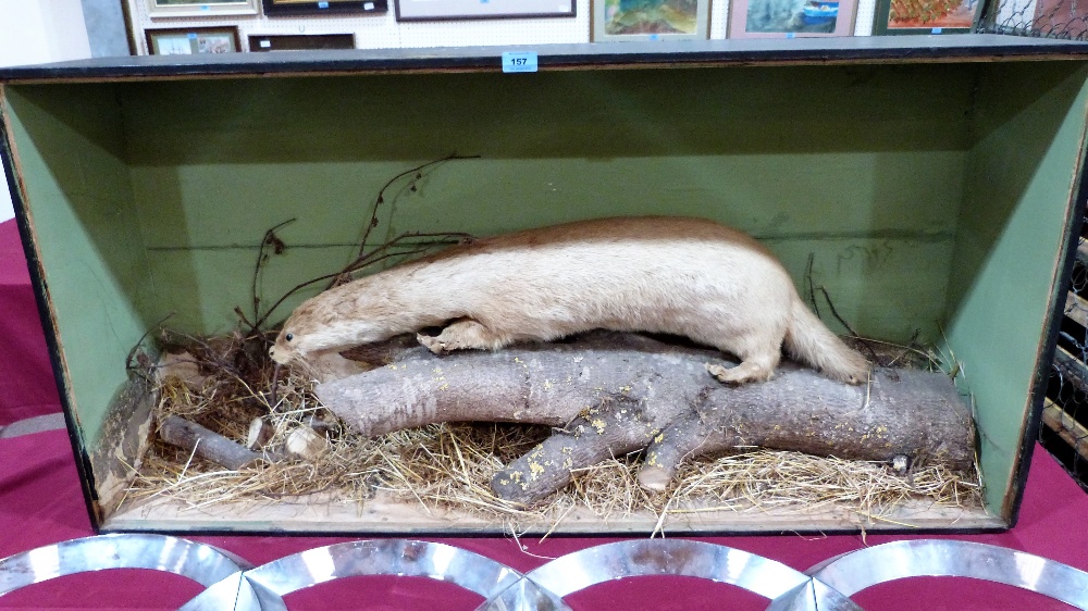 Vintage Taxidermy: A cased otter in a naturalistic setting. The case 50'' wide