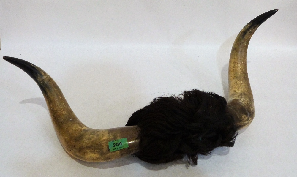 A pair of cow horns complete with wig. 26'' span