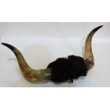 A pair of cow horns complete with wig. 26'' span