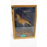Vintage Taxidermy: A glazed songbird mounted on a branch, the case 11'' high. Early 20th century