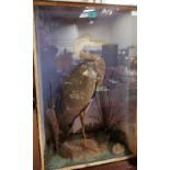 Vintage Taxidermy: A cased heron, standing on a stone with bull rushes, reeds and ferns. The case