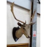 Vintage Taxidermy: A Stag head, mounted on an oak shield with plaque stating 'Shot in Chatsworth