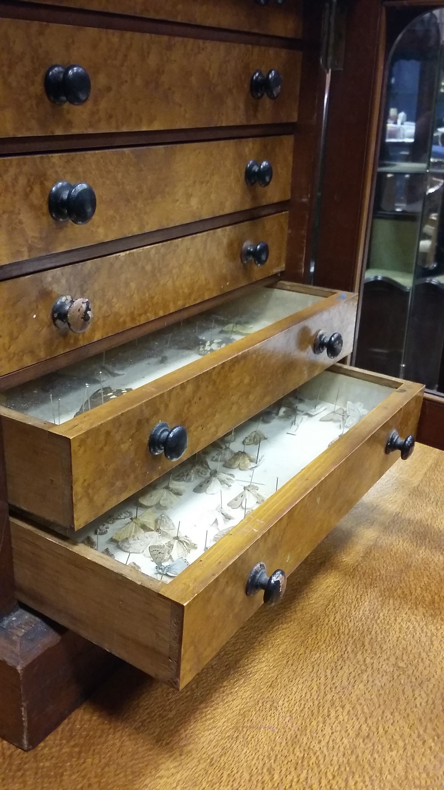 VICTORIAN SIX DRAWER SPECIMEN CABINET each drawer with collection of pinned butterfly specimens, - Image 7 of 8