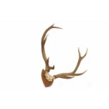 SET OF NINE POINT DEER ANTLERS on a shield shaped mount,