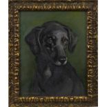 BLACK LABRADOR, AN OIL BY JOHN MURRAY THOMPSON