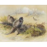 PHEASANTS GRAZING, AN ORIGINAL WATERCOLOUR BY ARCHIBALD THORBURN