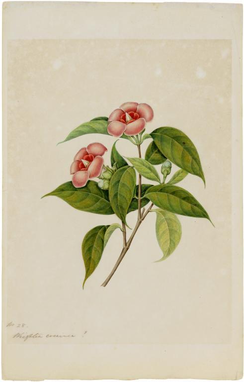 CHINESE SCHOOL, 19TH C THE FLORA OF GREEN BANK HONG KONG, 1848, with contemporary pencil (one ink) - Image 8 of 8