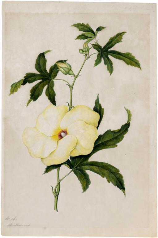 CHINESE SCHOOL, 19TH C THE FLORA OF GREEN BANK HONG KONG, 1848, with contemporary pencil (one ink) - Image 6 of 8