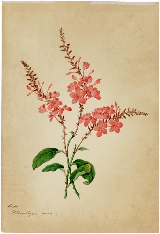 CHINESE SCHOOL, 19TH C THE FLORA OF GREEN BANK HONG KONG, 1848, with contemporary pencil (one ink) - Image 3 of 8