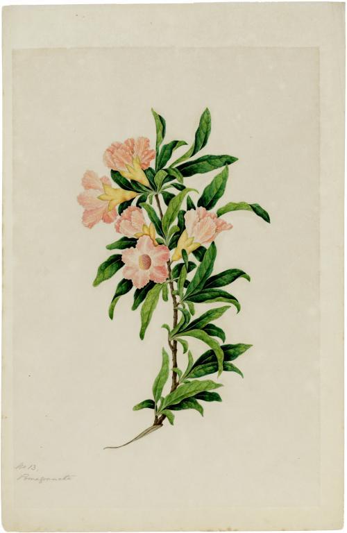CHINESE SCHOOL, 19TH C THE FLORA OF GREEN BANK HONG KONG, 1848, with contemporary pencil (one ink) - Image 4 of 8