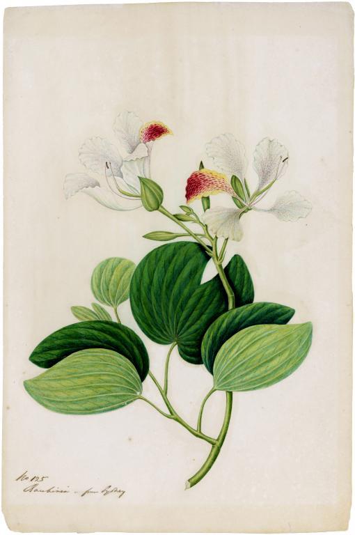 CHINESE SCHOOL, 19TH C THE FLORA OF GREEN BANK HONG KONG, 1848, with contemporary pencil (one ink) - Image 5 of 8