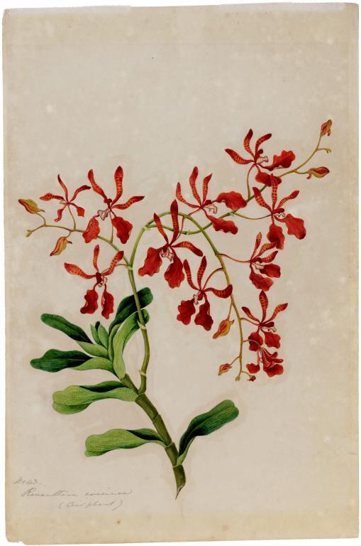 CHINESE SCHOOL, 19TH C THE FLORA OF GREEN BANK HONG KONG, 1848, with contemporary pencil (one ink) - Image 7 of 8