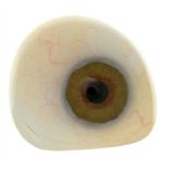 MEDICAL CURIOSITIES. A PROSTHETIC GLASS EYE, LATE 19TH/EARLY 20TH C