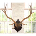 TAXIDERMY. A PAIR OF 10 POINT DEER'S ANTLERS MOUNTED ON AN OAK SHIELD AND A STILL LIFE PICTURE OF