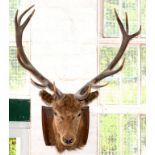 VINTAGE TAXIDERMY. A 12 POINT DEER'S HEAD MOUNTED ON AN OAK SHIELD