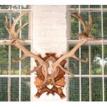 A SET OF 24 POINT DEER ANTLERS MOUNTED ON CARVED WOODEN PLAQUE