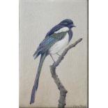 JAMES WRIGHT, STUDY OF A MAGPIE, SIGNED, OIL ON BOARD, 28 X 18CM