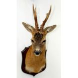 TAXIDERMY. A DEER'S HEAD MOUNTED ON AN OAK SHIELD