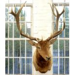 TAXIDERMY. A NEW ZEALAND RED DEER, FULL HEAD AND 18 POINT ANTLERS, 120CM D APPROXIMATELY