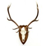 TAXIDERMY. A DEER'S SKULL WITH ANTLERS, MOUNTED ON AN OAK SHIELD