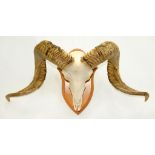 TAXIDERMY. A RAM'S SKULL MOUNTED ON A SHIELD