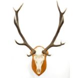 TAXIDERMY. A DEER'S SKULL WITH ANTLERS, MOUNTED ON A SHIELD