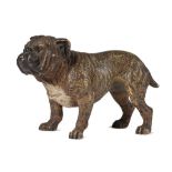 A VIENNESE COLD PAINTED BRONZE MINIATURE MODEL OF A BULLDOG, EARLY 20TH C 6cm h++Painted rubbed