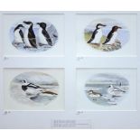 MODERN BRITISH ORNITHOLOGICAL SCHOOL, RAZORBILL; GUILLEMOT; LONG-TAILED DUCK; SMEW, FOUR, ALL SIGNED