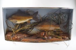 Taxidermy: Two fish, possibly small carp, in a bow fronted case,