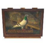 Early 20th century, The Racing Pigeon 'William of Orange',