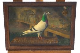 Early 20th century, The Racing Pigeon 'William of Orange',