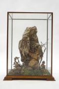 A pair of Taxidermy little owls, with D.O.E.