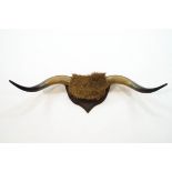 A pair of mounted bison horns,