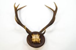 A pair of mounted stag's antlers with nine points on oak shield shaped mount,