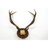 A pair of mounted stag's antlers with nine points on oak shield shaped mount,