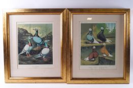 A set of four lithographs from Castel's Pigeon Book,