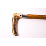 A Victorian horse measuring cane with silver collar and antler handle