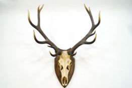 A pair of Stag antlers and skull with eleven points,