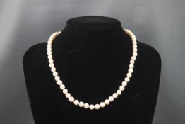 A single strand of cultured akoya pearls. 6.50mm to 7.00mm. 440mm length.