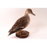 Taxidermy : A female Teal on a wood base,