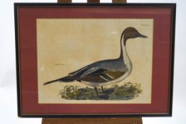 Prideaux John Selby (British), (1788-1867), 'Common Pintail'.