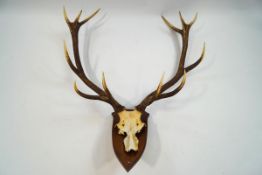 A pair of six point Stag's Antlers on an oak shield,