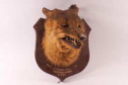Taxidermy: A fox head mounted on a wooden shield, inscribed 'West Somerset Foxhounds, Hartrow,
